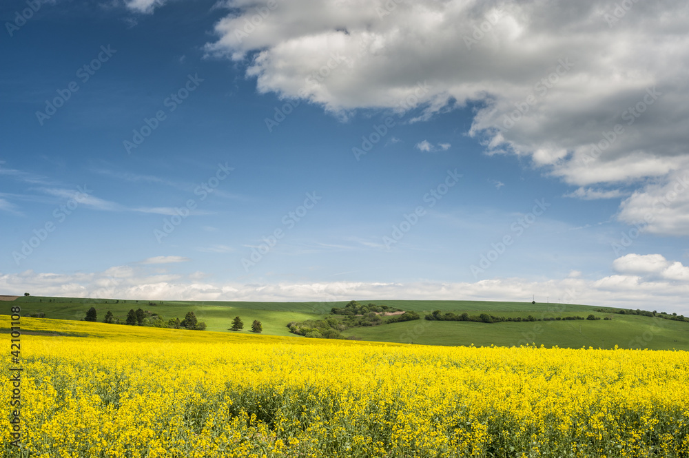 Obraz premium Horizon with yellow field