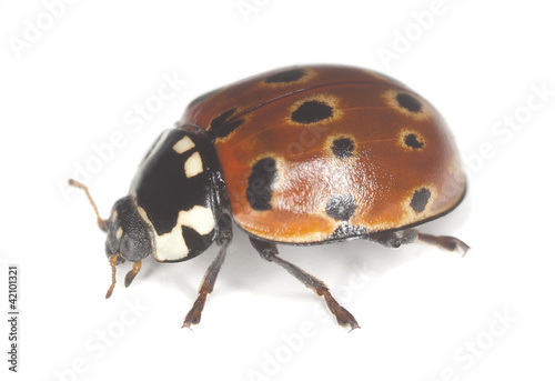 Eyed ladybug, anatis occelata isolated on white background photo