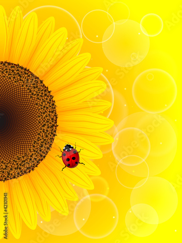 Fototapeta Naklejka Na Ścianę i Meble -  Sunflower and ladybird on yellow background.