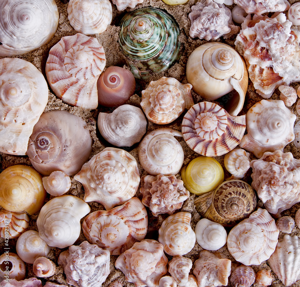 a collection of sea shells a collection of sea shells