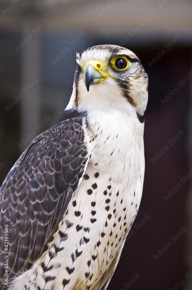 Faucon Lanier (Falco biarmicus)