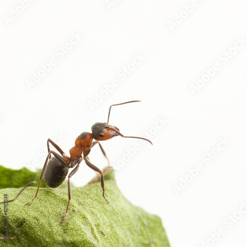Portrait of ant © jurajkovac