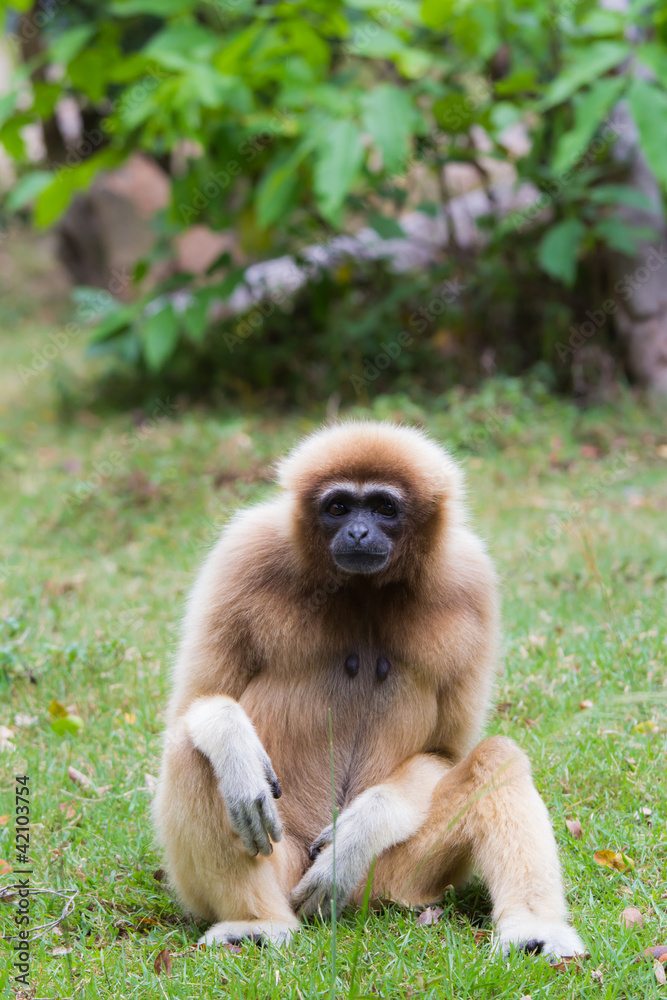 Fototapeta premium Gibbon