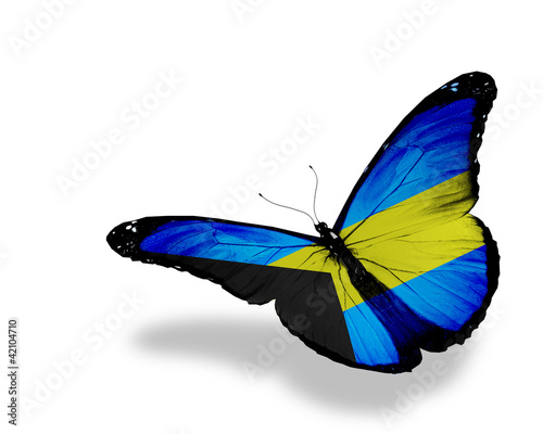 Bahamian flag butterfly flying, isolated on white background