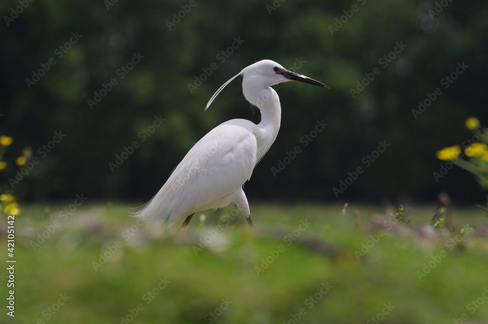 Aigrette garzette Aigrette garzette