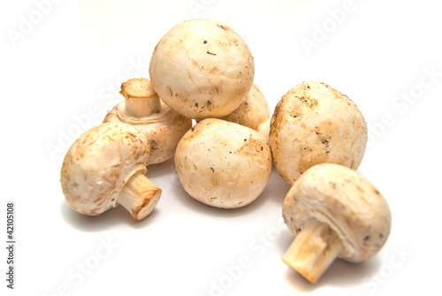 many fresh mushrooms
