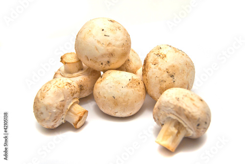 many fresh mushrooms on white