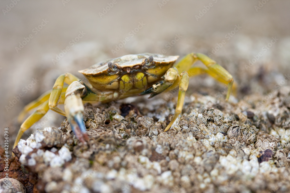 Le crabe sur le rocher B