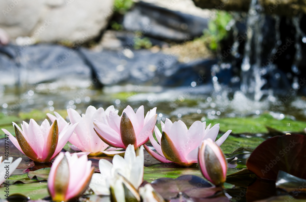 Fototapeta premium beautiful water lily