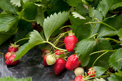 Landscape growing strawberries