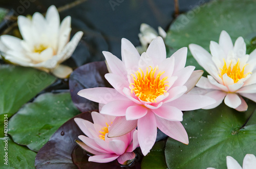Fototapeta Naklejka Na Ścianę i Meble -  water lily bacground