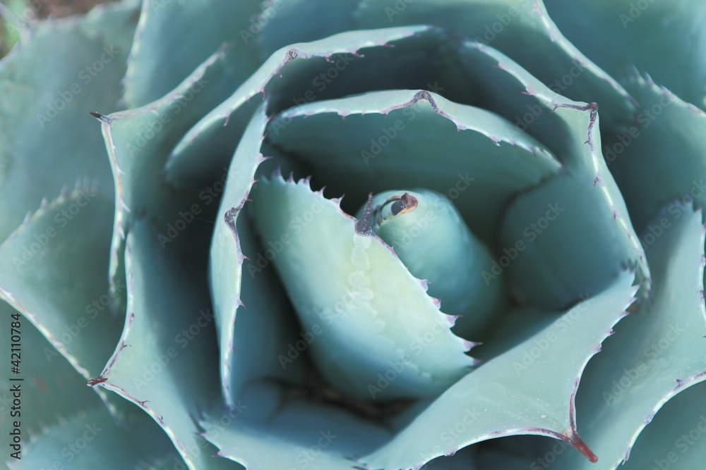Fototapeta premium Fine Art Cactus