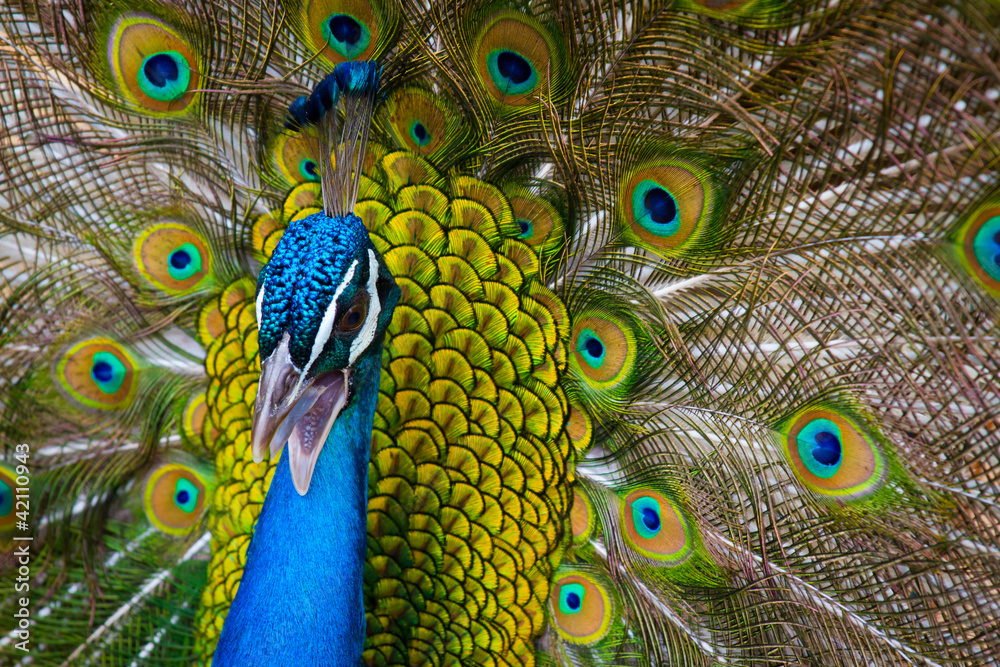 Obraz premium Peacock