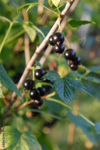Branch of black currant on bush