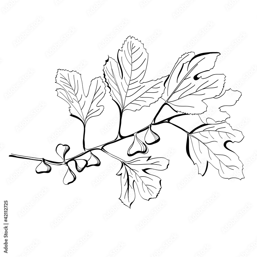 Stylized black and white drawing of a branch of fig tree Stock Vector