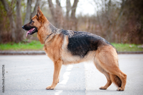 german shepherd dog standing outdoors