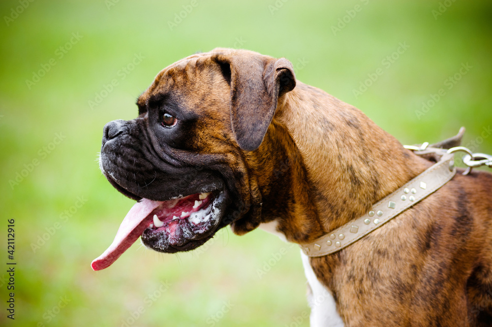 boxer dog portrait