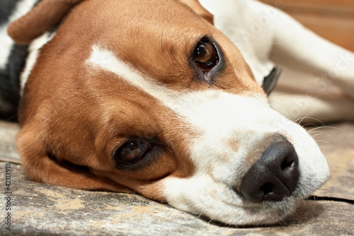 Beagle resting. Closeup shot
