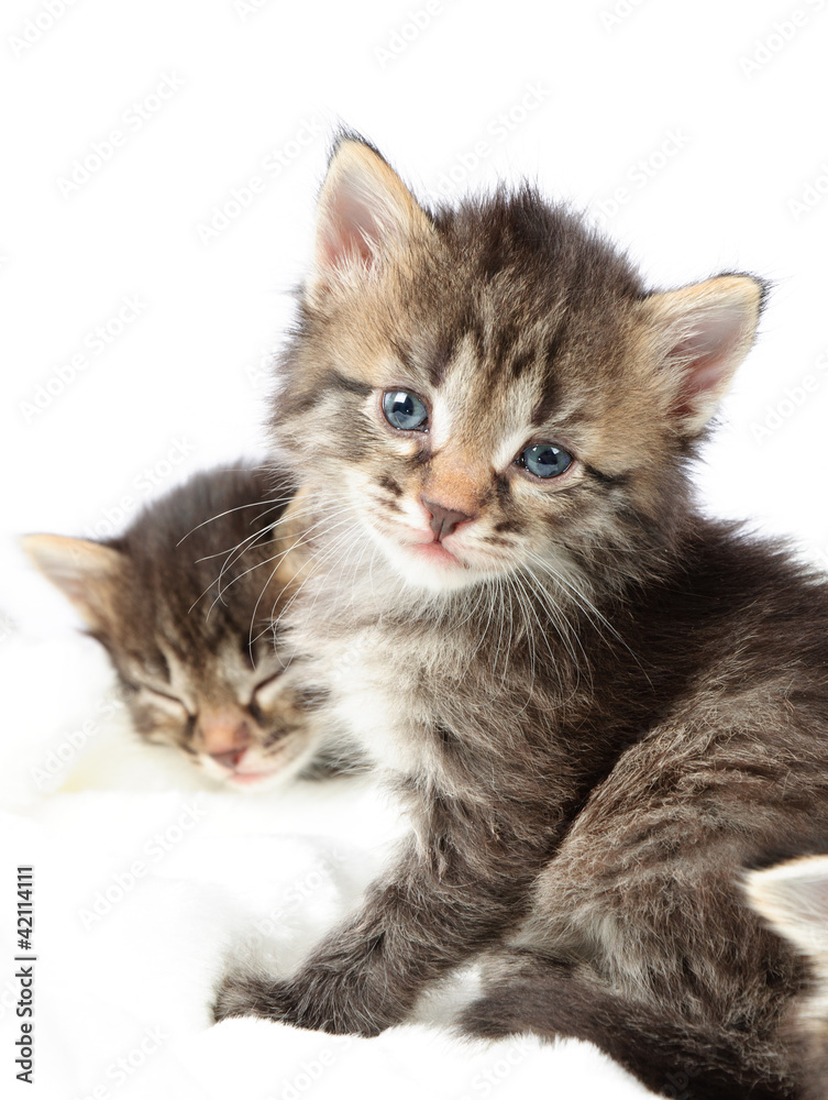 Obraz premium little kitten on white background