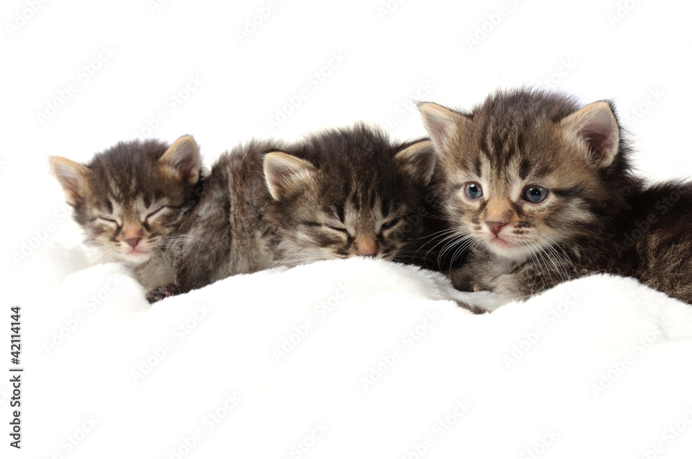 little kitten on white background