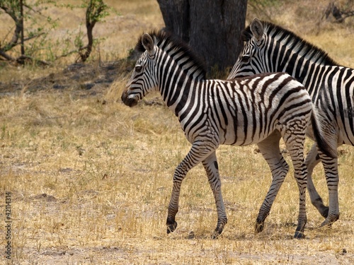 Zebra cub with mother