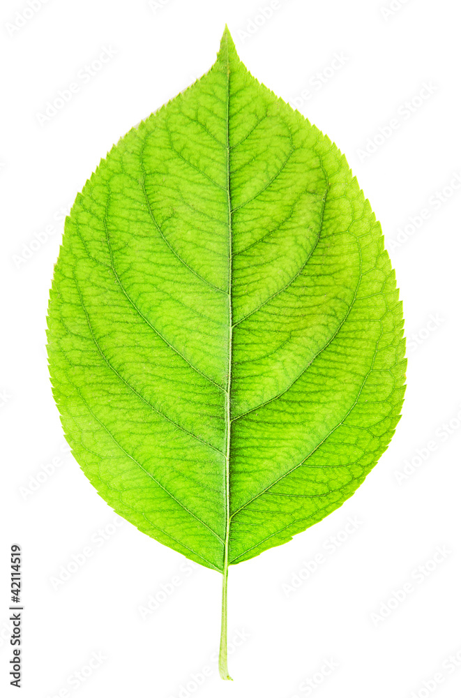 Obraz premium green leaf isolated on white