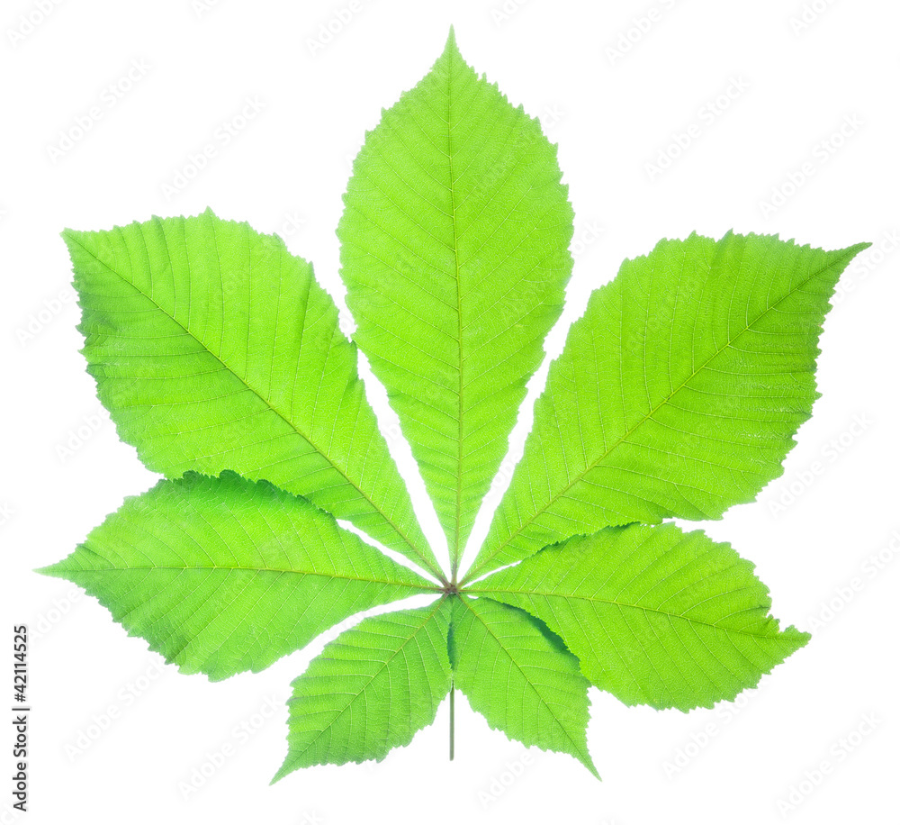 chestnut leaf isolated on white chestnut leaf isolated on white