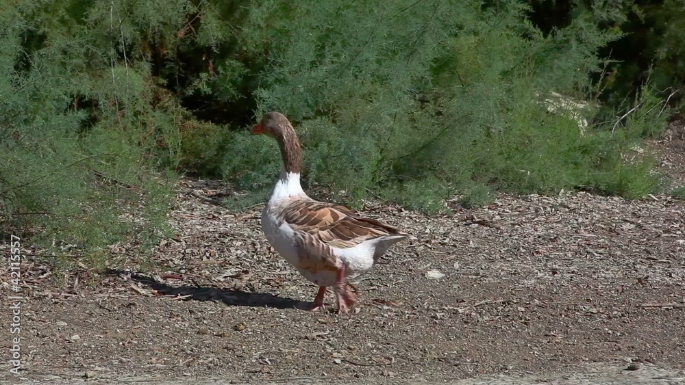 Geese Geese