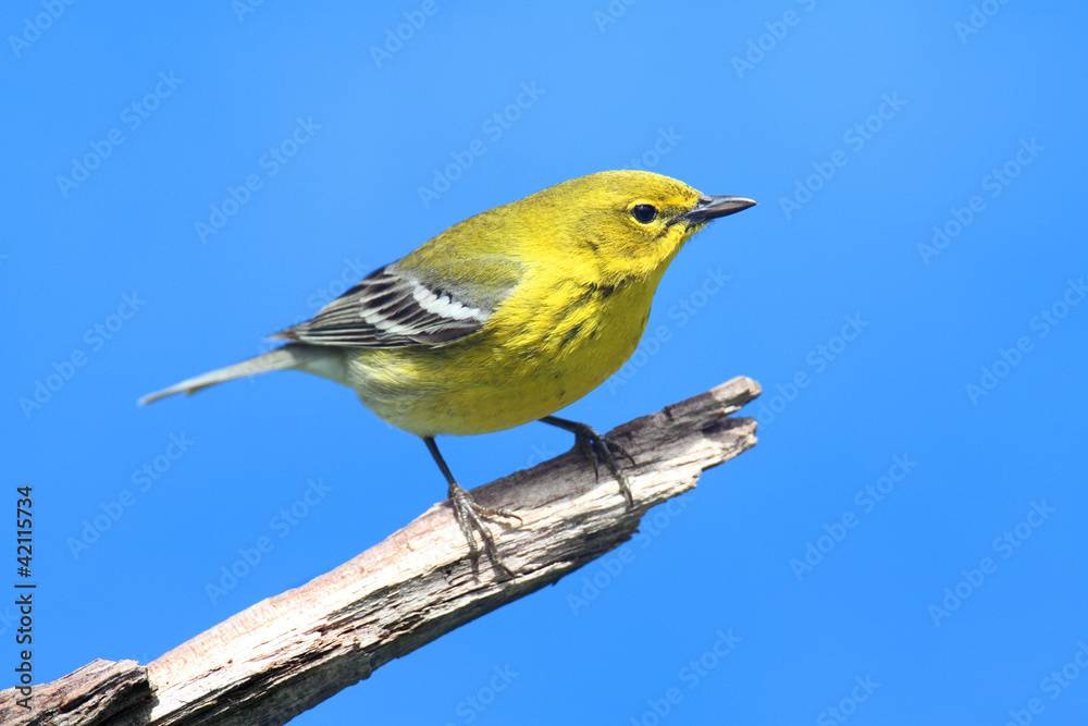 Obraz premium Pine Warbler (Dendroica Setophaga pinus)