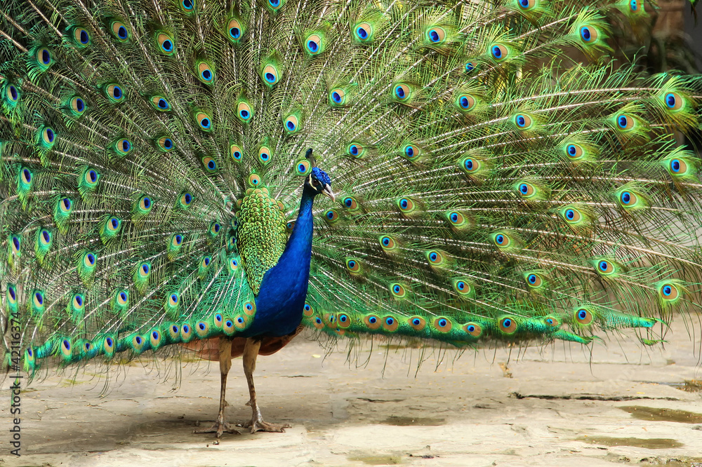 Obraz premium Peacock