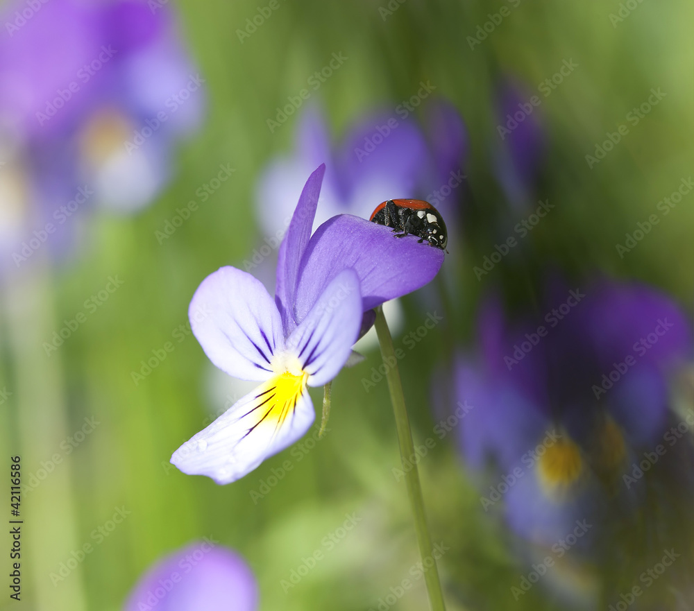 Fototapeta premium Ladybug resting on Heartsease