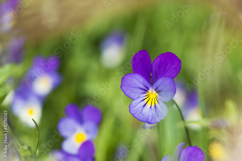 Heartsease  Viola tricolor  vibrant photo