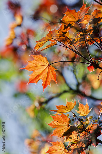 Leaves of the maple