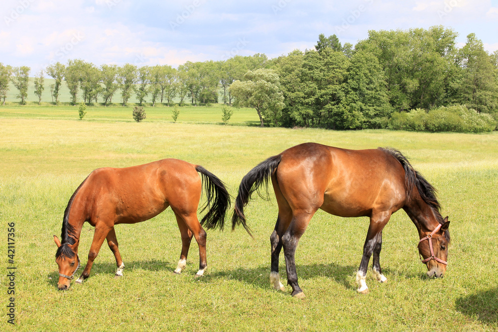Grazing brown Horses on the green Field