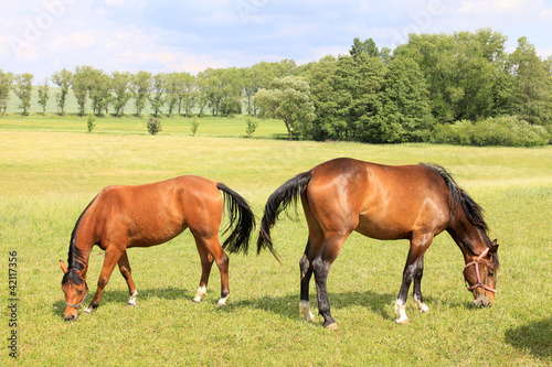 Grazing brown Horses on the green Field