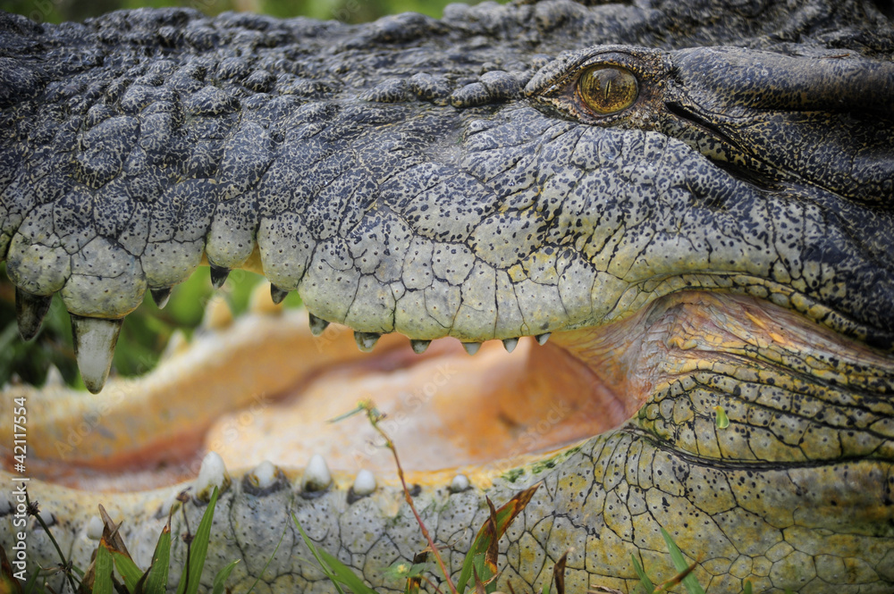 Obraz premium Portrait Saltwater Crocodile Australia