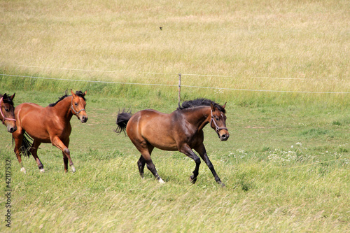Running brown Horses in the summer Landscape © Kajano
