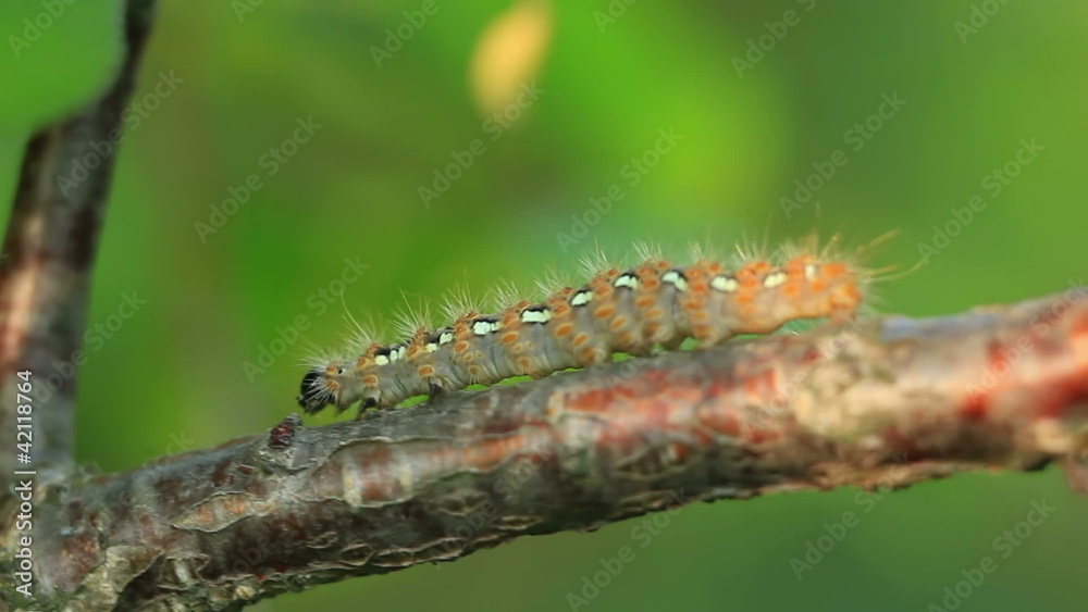 Caterpillar horizontally creeping on a tree Caterpillar horizontally creeping on a tree