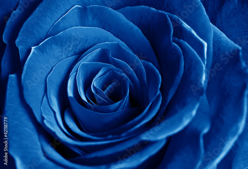 beautiful blue rose