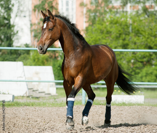 Obraz na płótnie horse in paddock w salonie