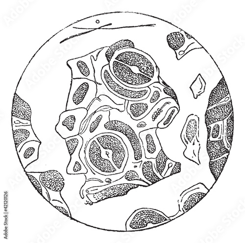 Leaf Fragments as Seen under a Microscope, vintage engraving