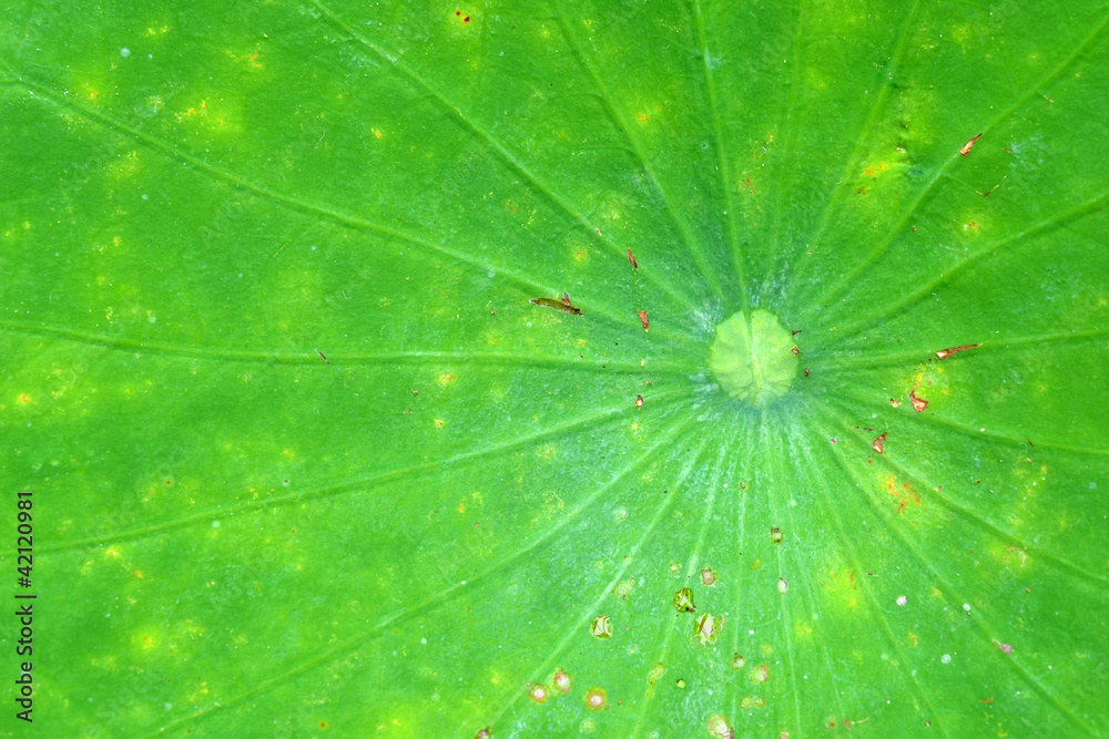 Veins of a lotus leaf pattern in the Hortus Botanicus in Leiden. Veins of a lotus leaf pattern in the Hortus Botanicus in Leiden.