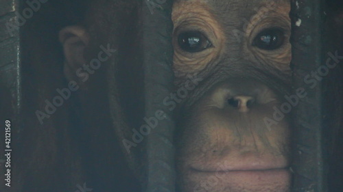 orangutan, cage