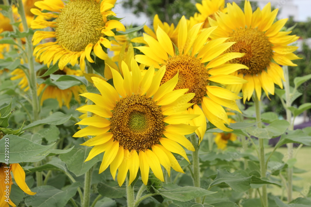 Beautiful sunflowers plants Beautiful sunflowers plants