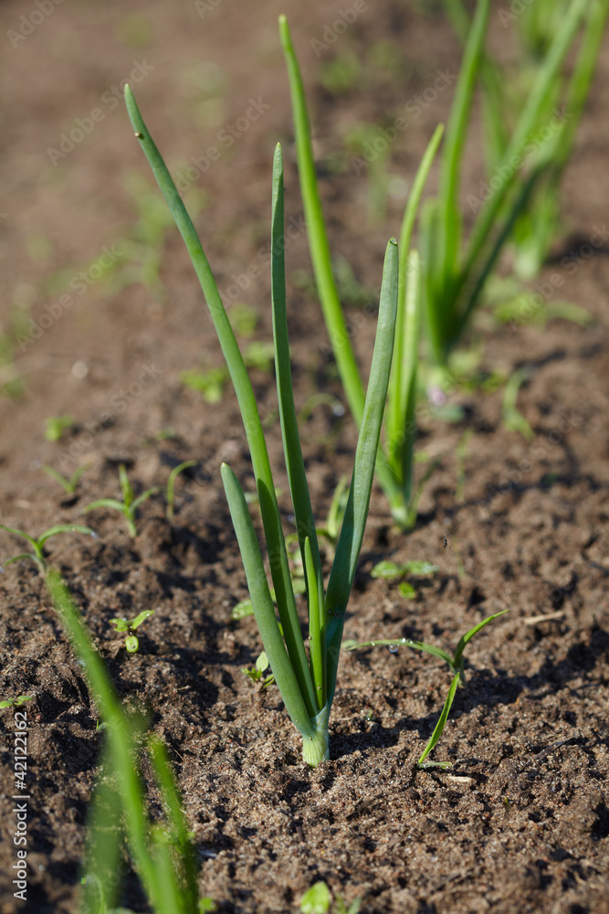Onion sprouts Onion sprouts