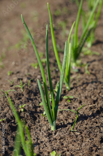 Onion sprouts