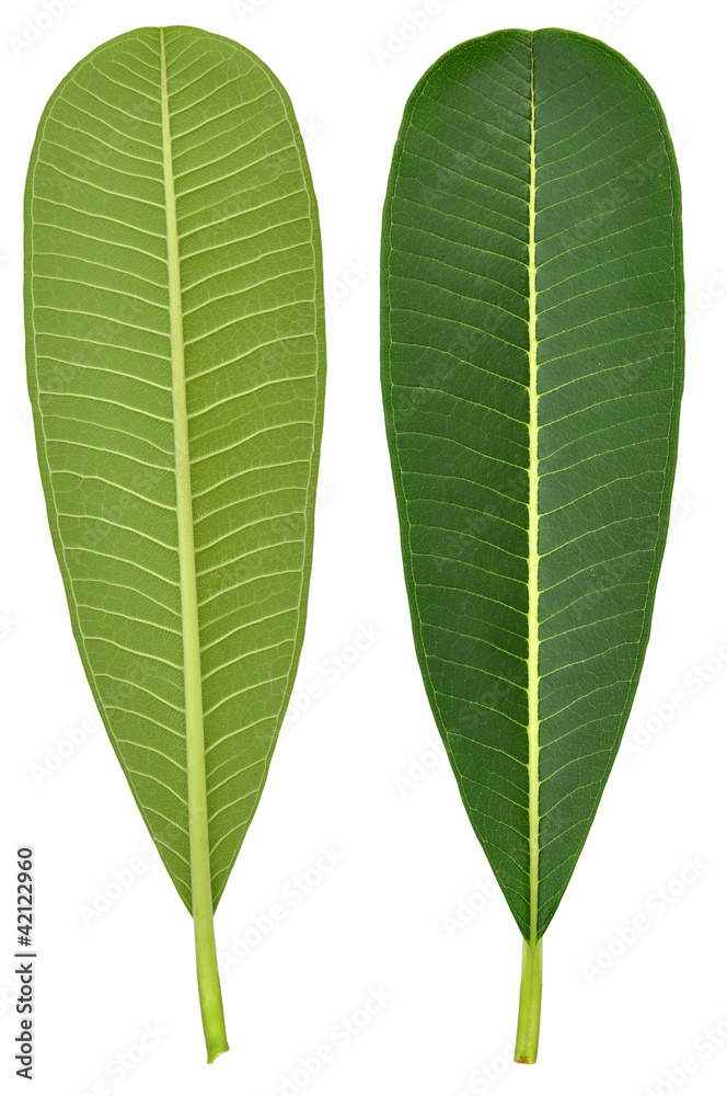Perfect new plumeria or frangipani leaf, isolated on white. Perfect new plumeria or frangipani leaf, isolated on white.