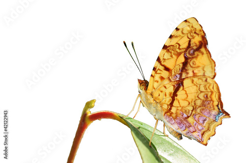 Fotografi butterfly (common cunchinello) on leaf isolated on white