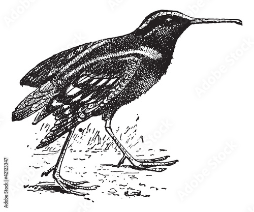 Snipe or Scolopacidae, vintage engraving