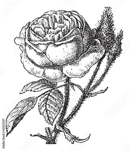 Moss Rose or Portulaca grandiflora, vintage engraving